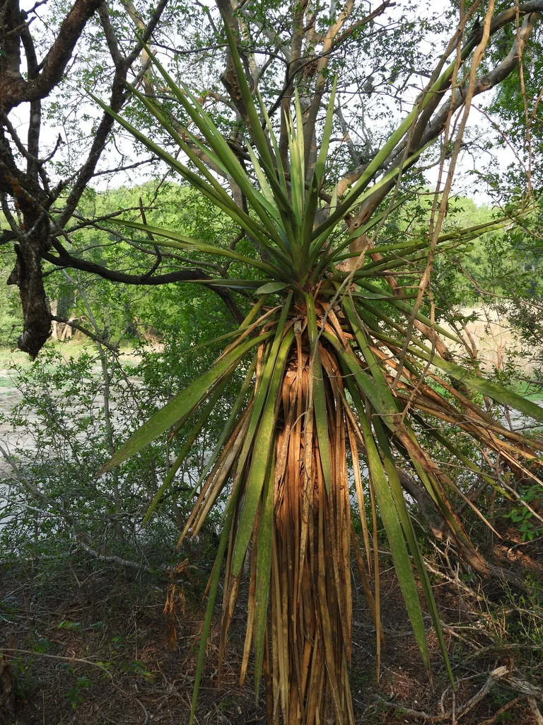 Yucca Treculiana