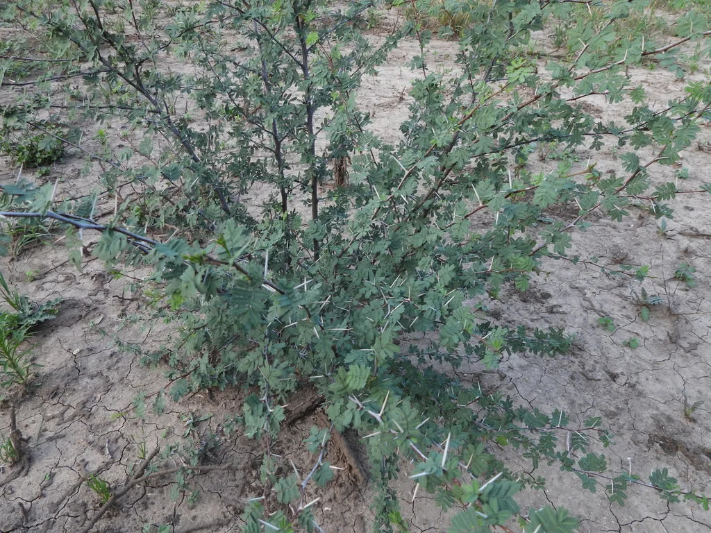 Acacia Farnesiana