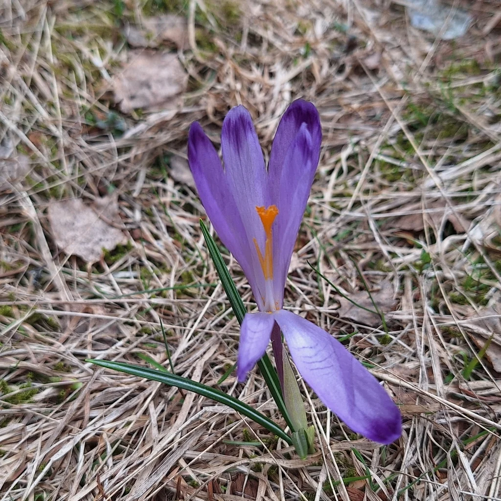 Crocus Vernus