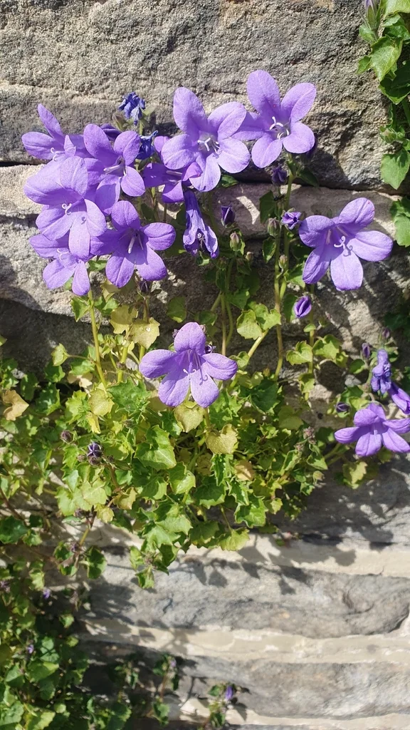 Campanula Portenschlagiana