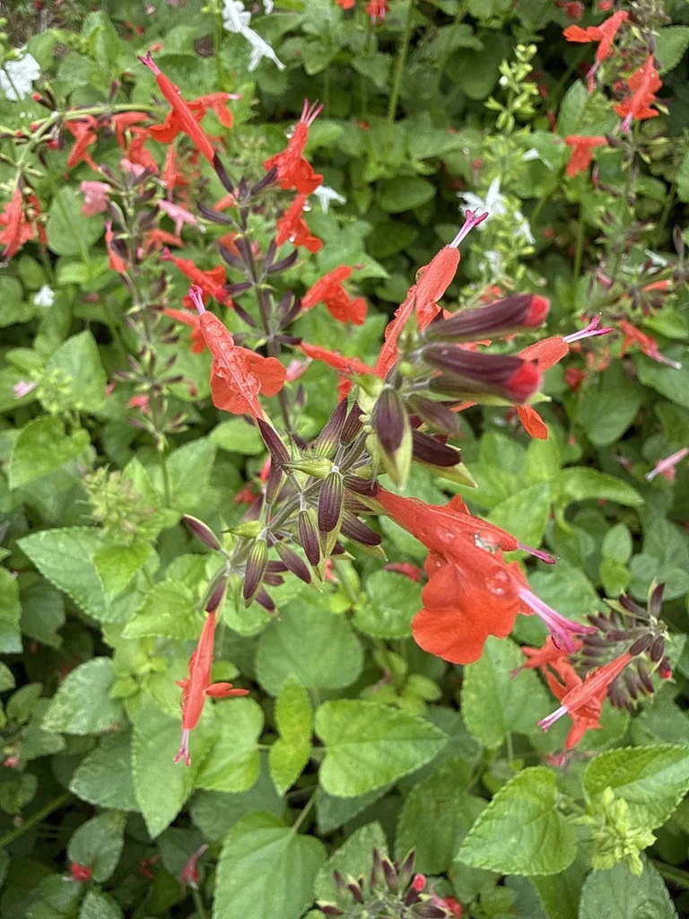 Salvia coccinea