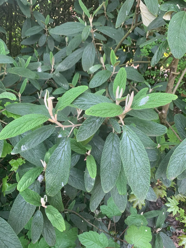 Viburnum Rhytidophyllum