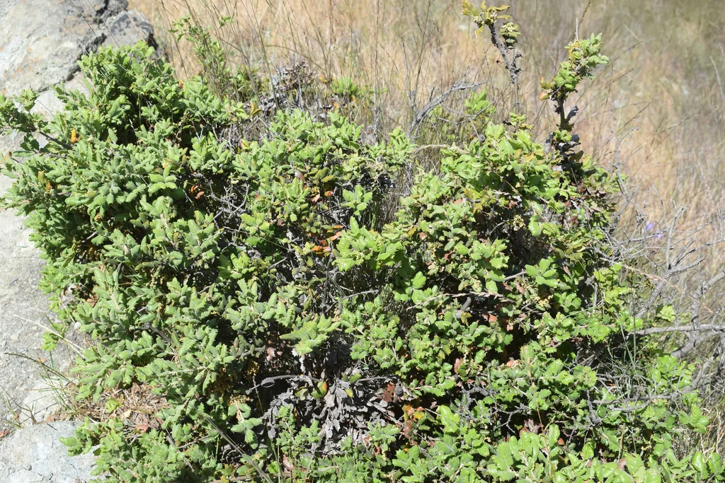 Quercus berberidifolia