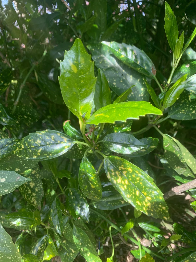 Aucuba Japonica