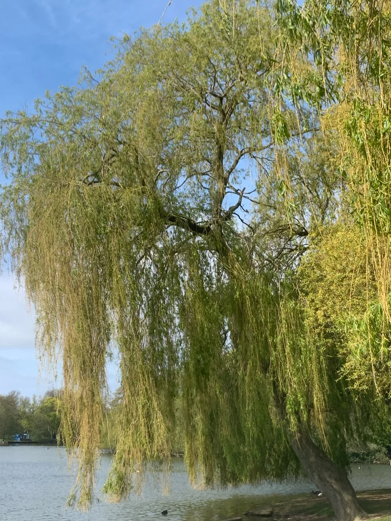 Salix Babylonica