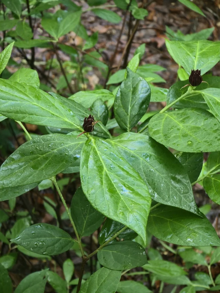Calycanthus Floridus