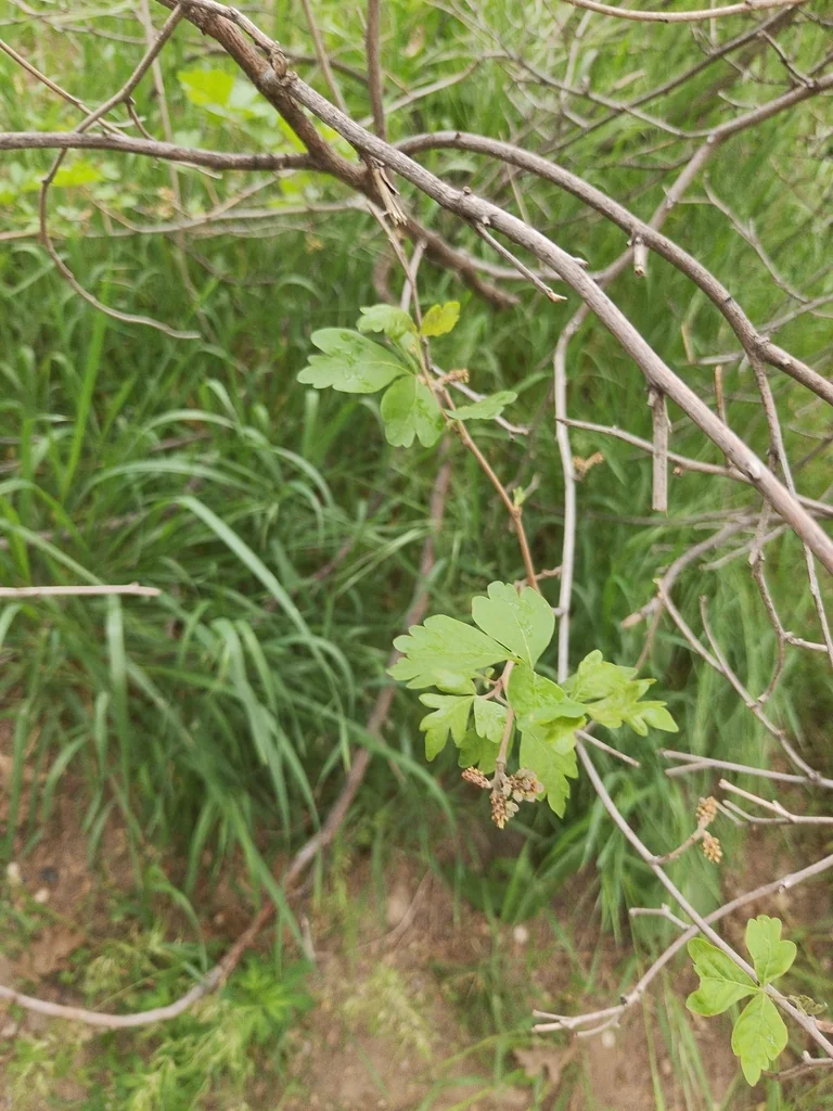 Rhus trilobata