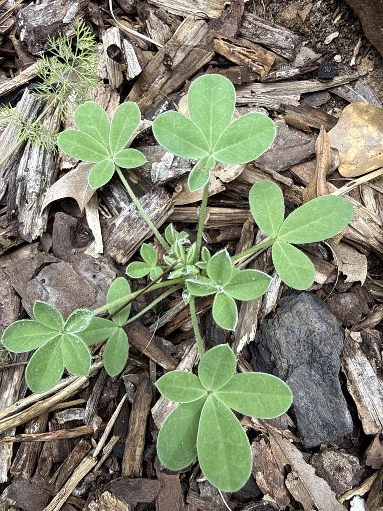 Lupinus Texensis