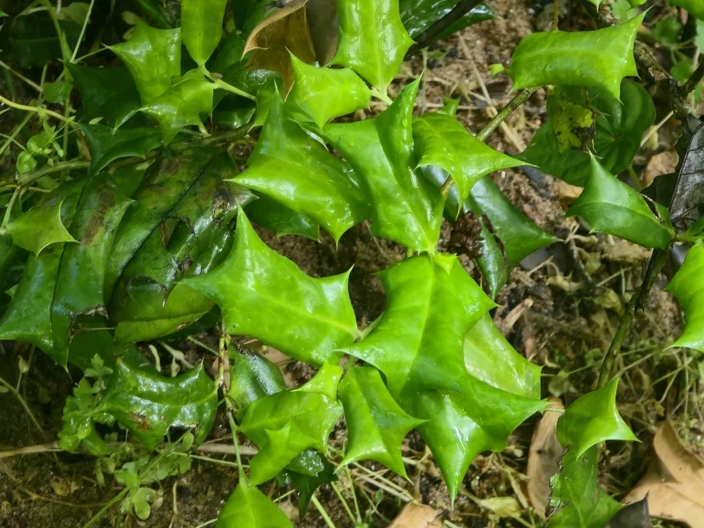 Ilex Cornuta