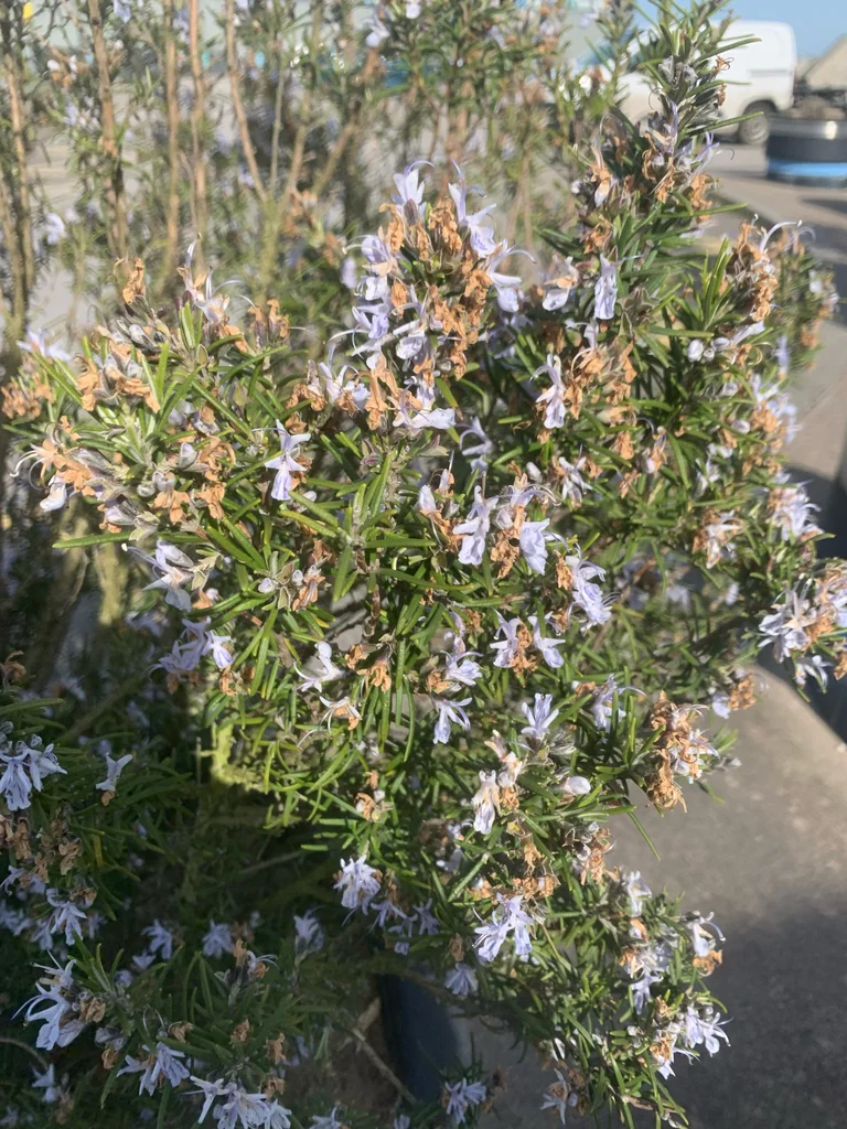 Rosmarinus Officinalis