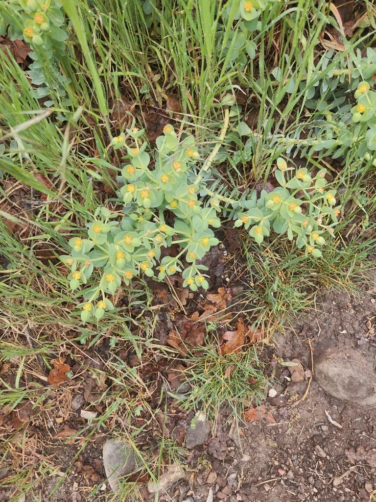 Euphorbia Myrsinites
