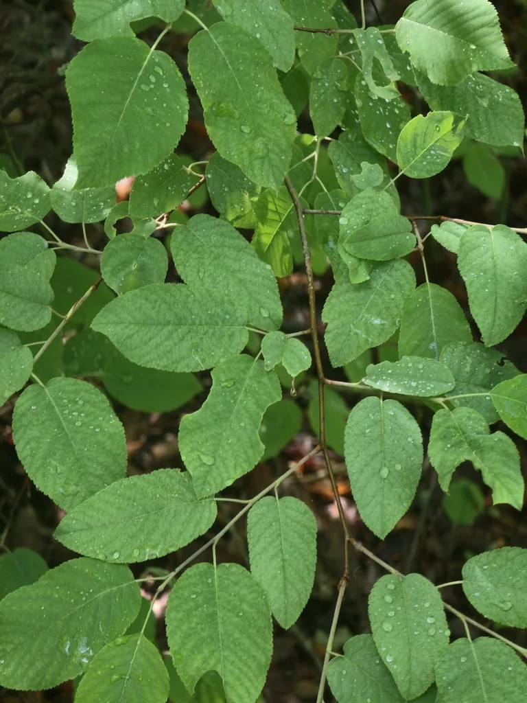 Amelanchier Arborea