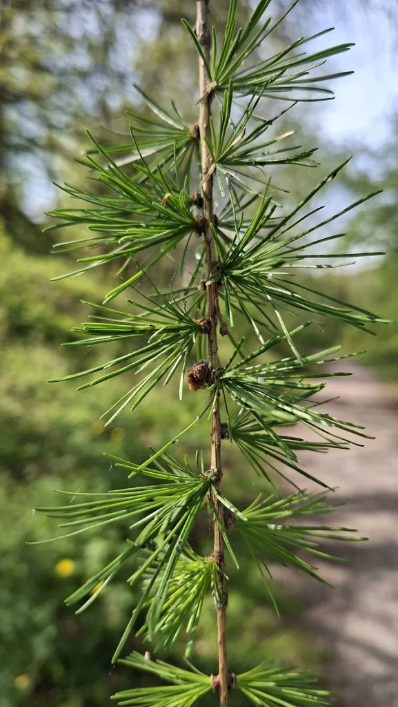 Larix Decidua