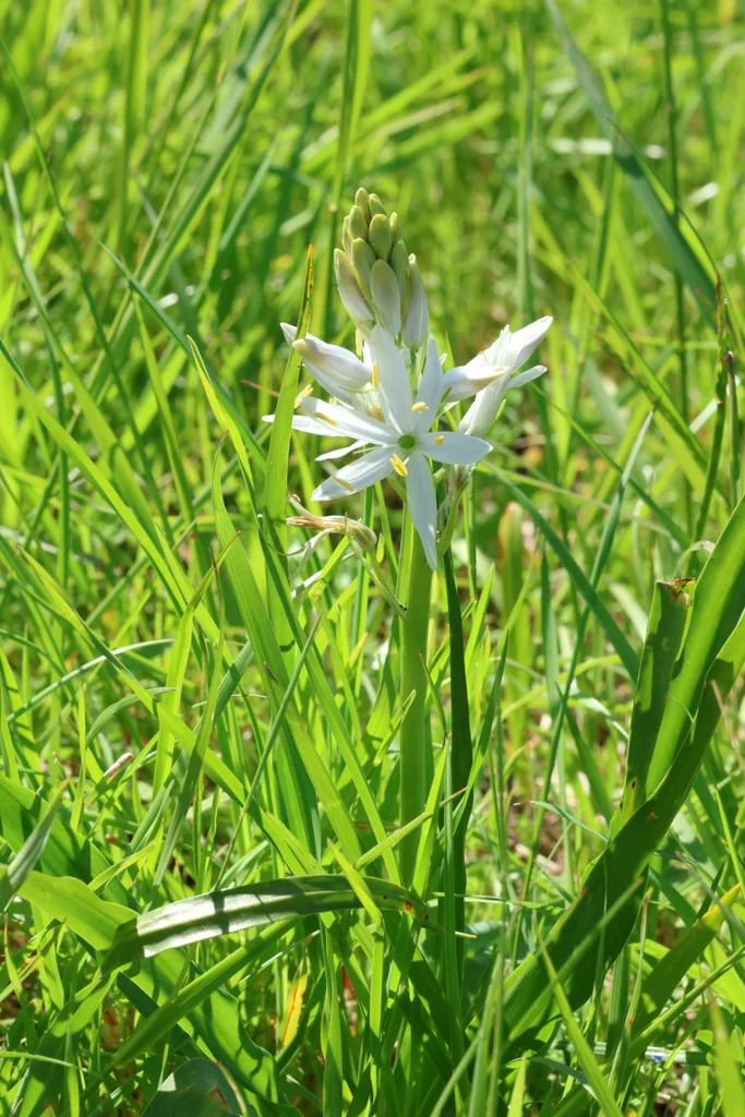 Camassia Leichtlinii