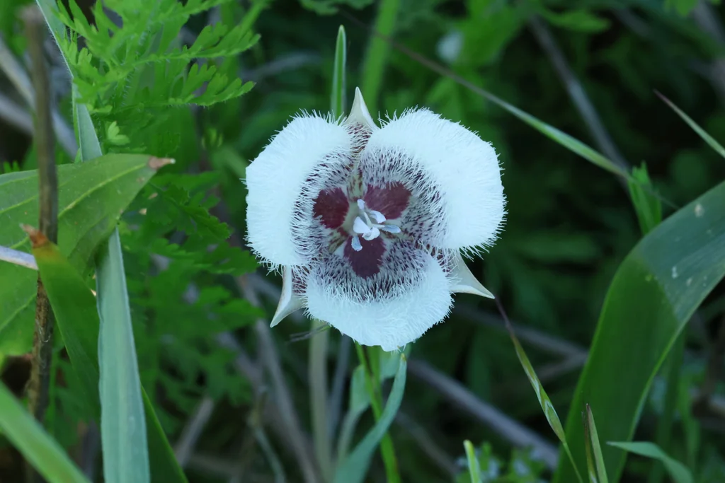 Calochortus Tolmiei