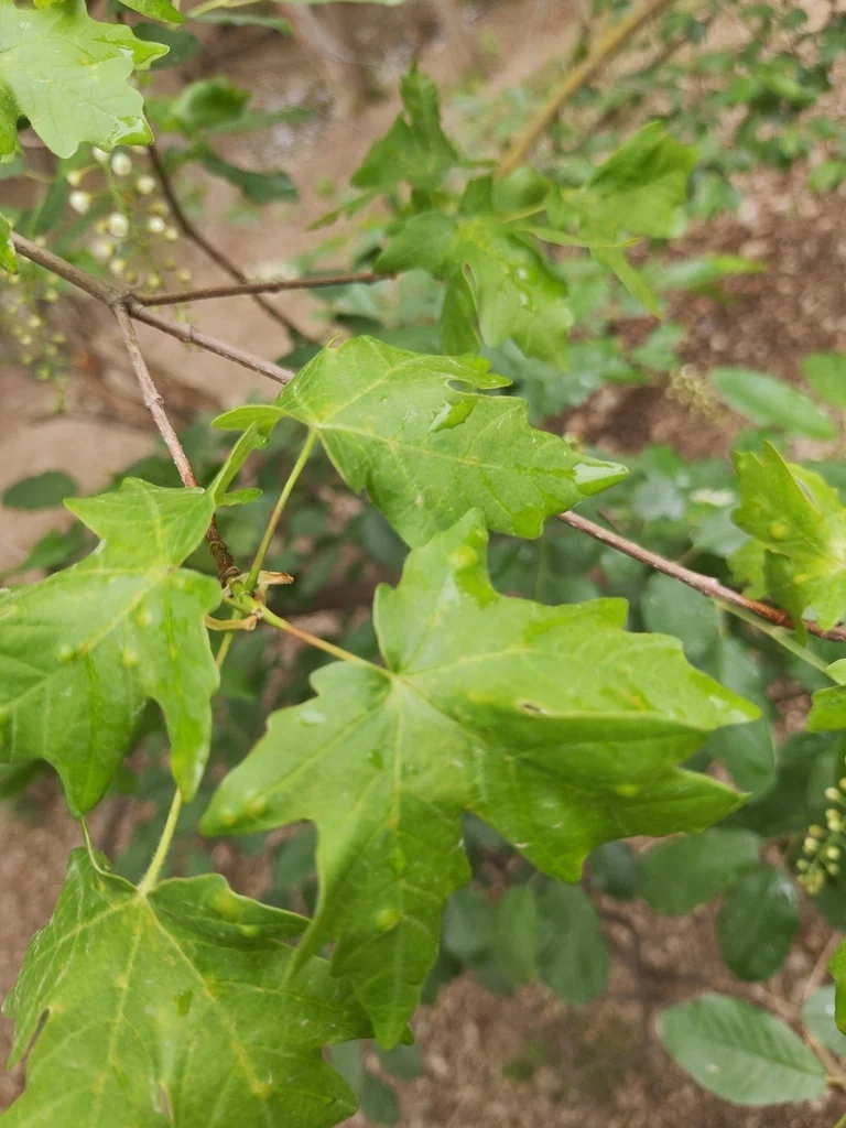 Acer Grandidentatum