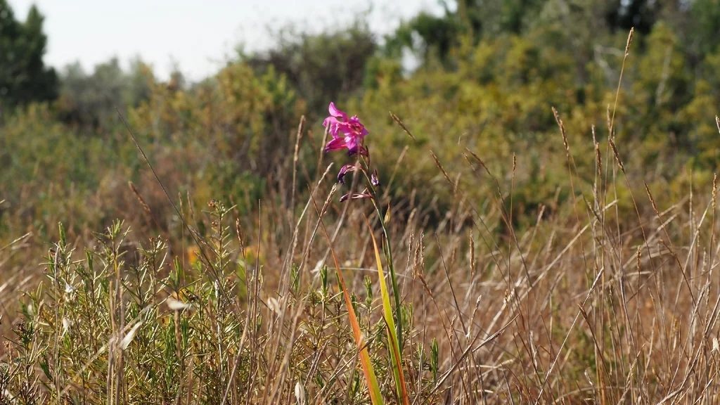 Gladiolus Communis