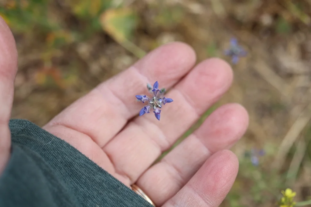 Lupinus Bicolor