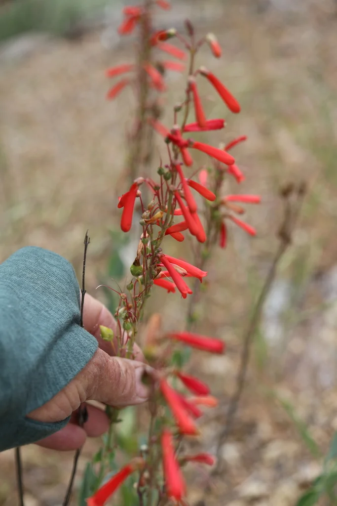 Penstemon Centranthifolius