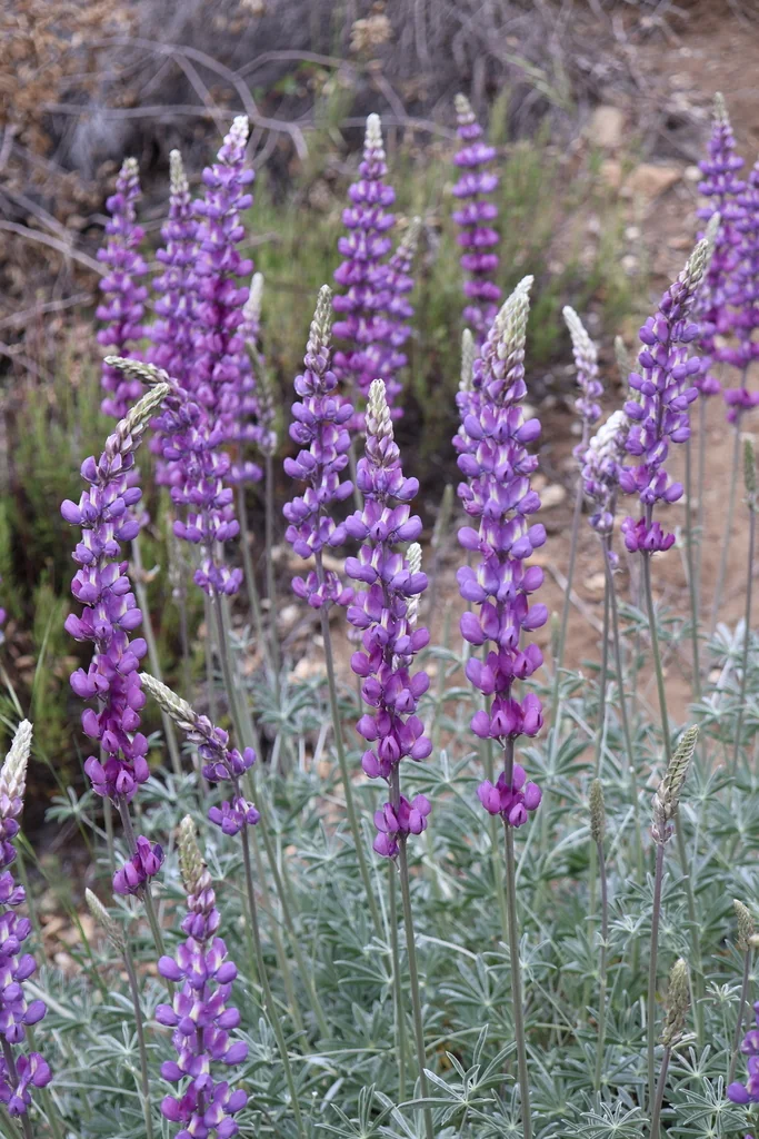 Lupinus Excubitus