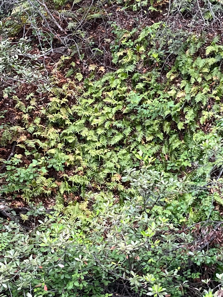 Polypodium Californicum
