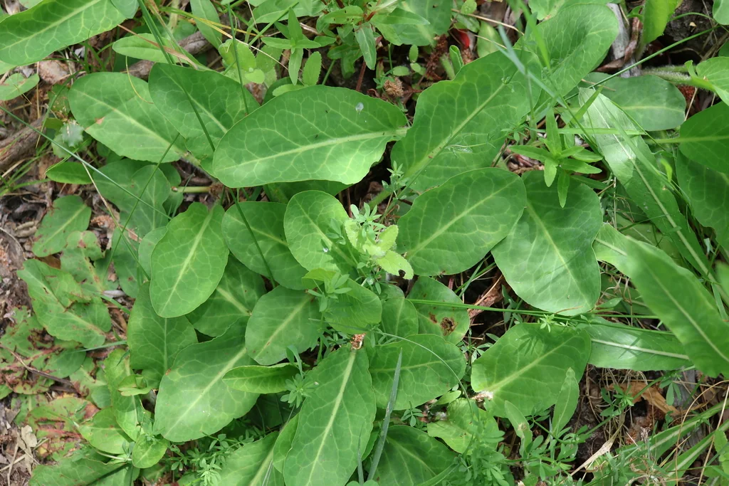 Anemopsis Californica