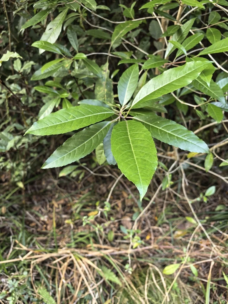Nuxia Floribunda