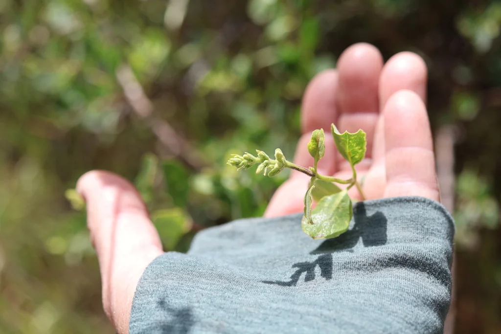 Lonicera Subspicata