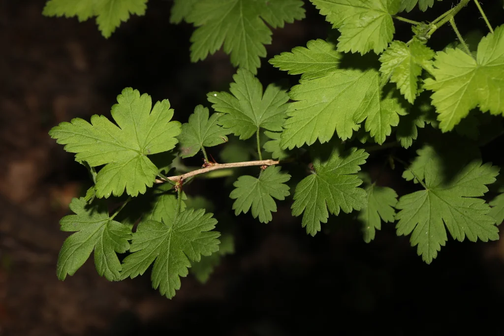 Ribes Uva-Crispa