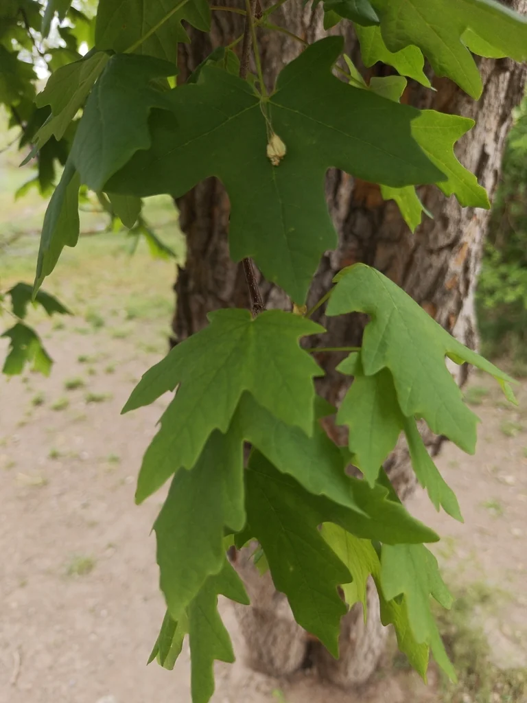 Acer Grandidentatum