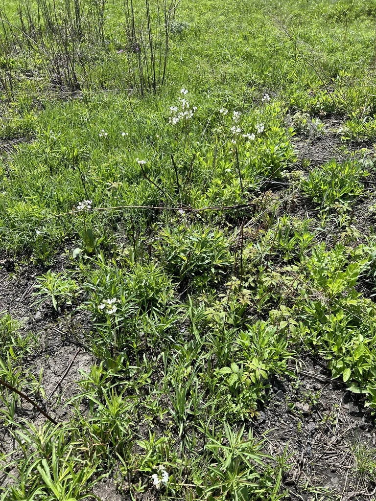 Dodecatheon Meadia