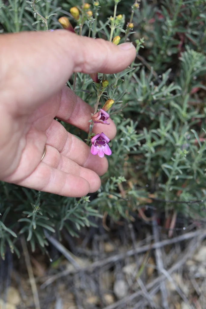 Penstemon Heterophyllus