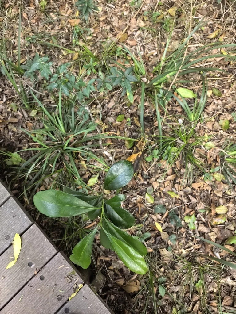 Pittosporum Viridiflorum