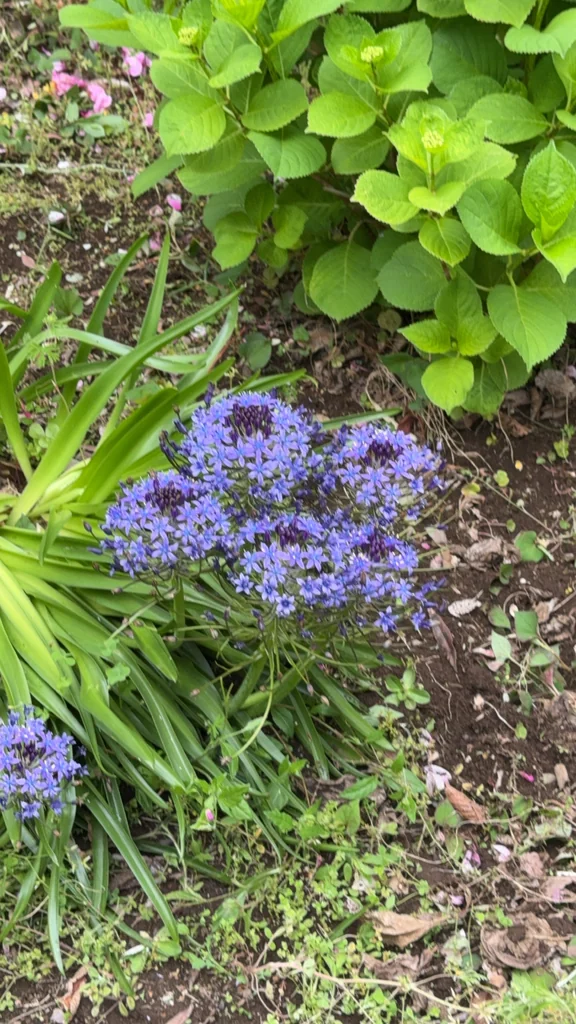 Scilla Peruviana