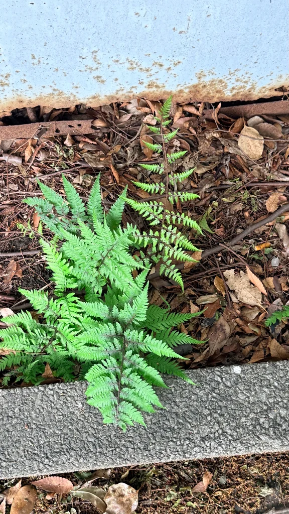 Athyrium niponicum