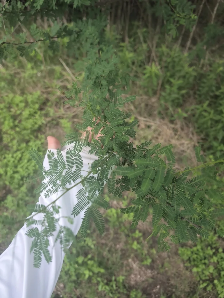 Acacia Farnesiana