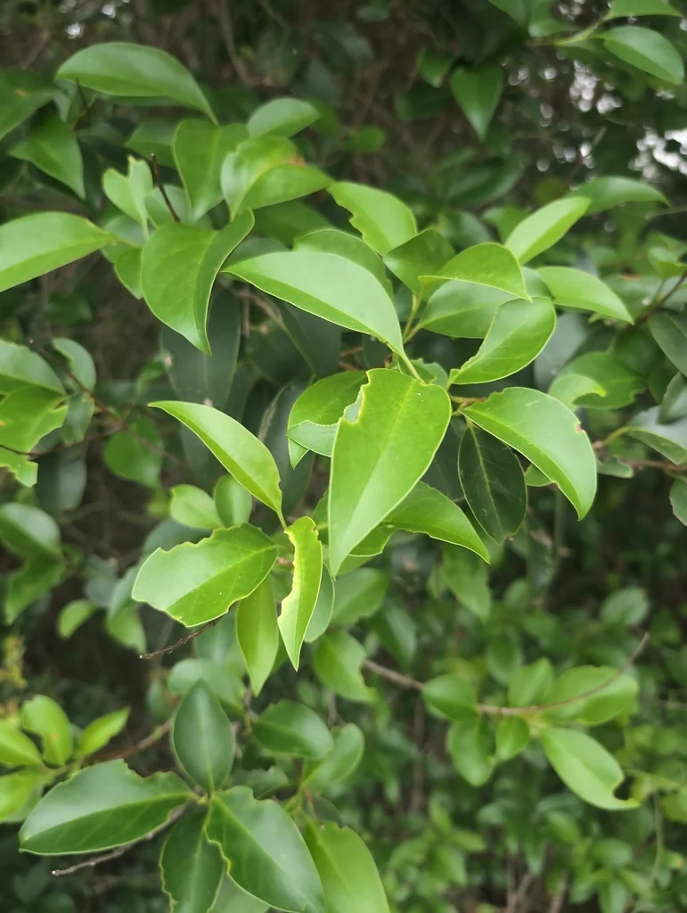 Ligustrum Lucidum