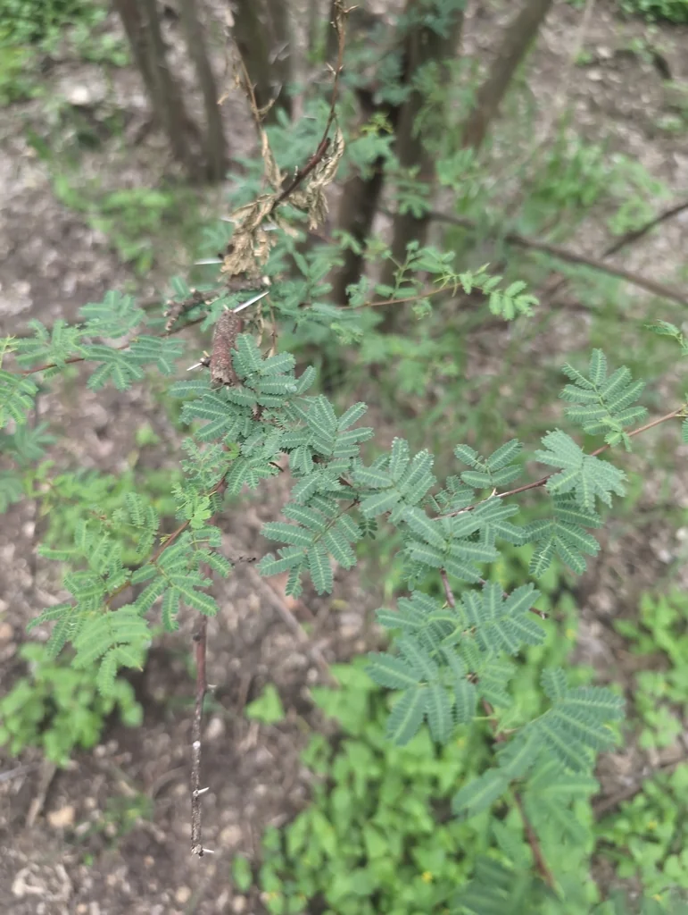 Acacia Farnesiana