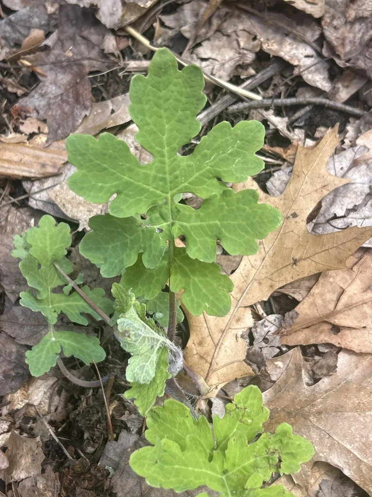 Stylophorum Diphyllum