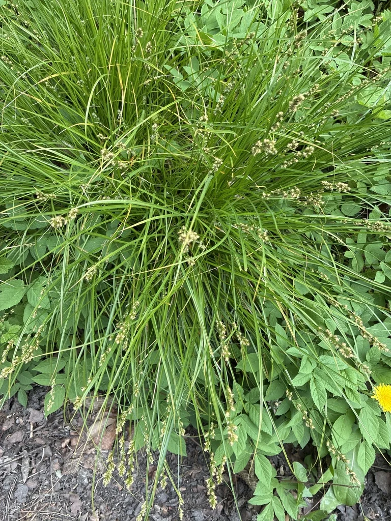 Carex Divulsa