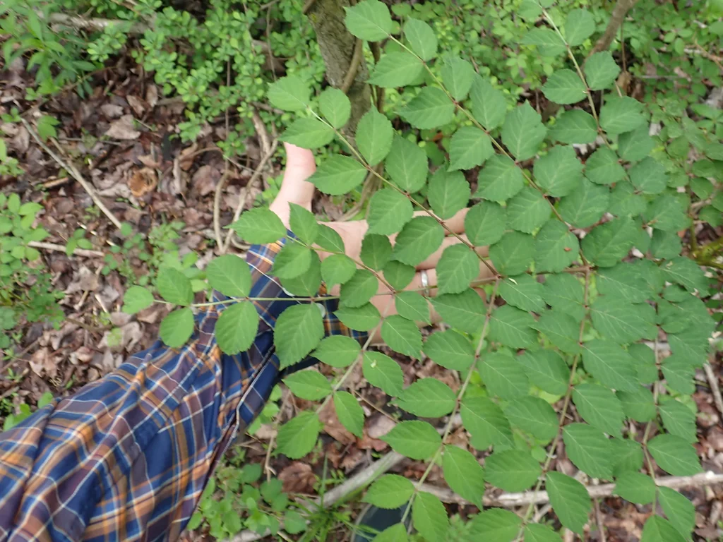 Aralia Elata