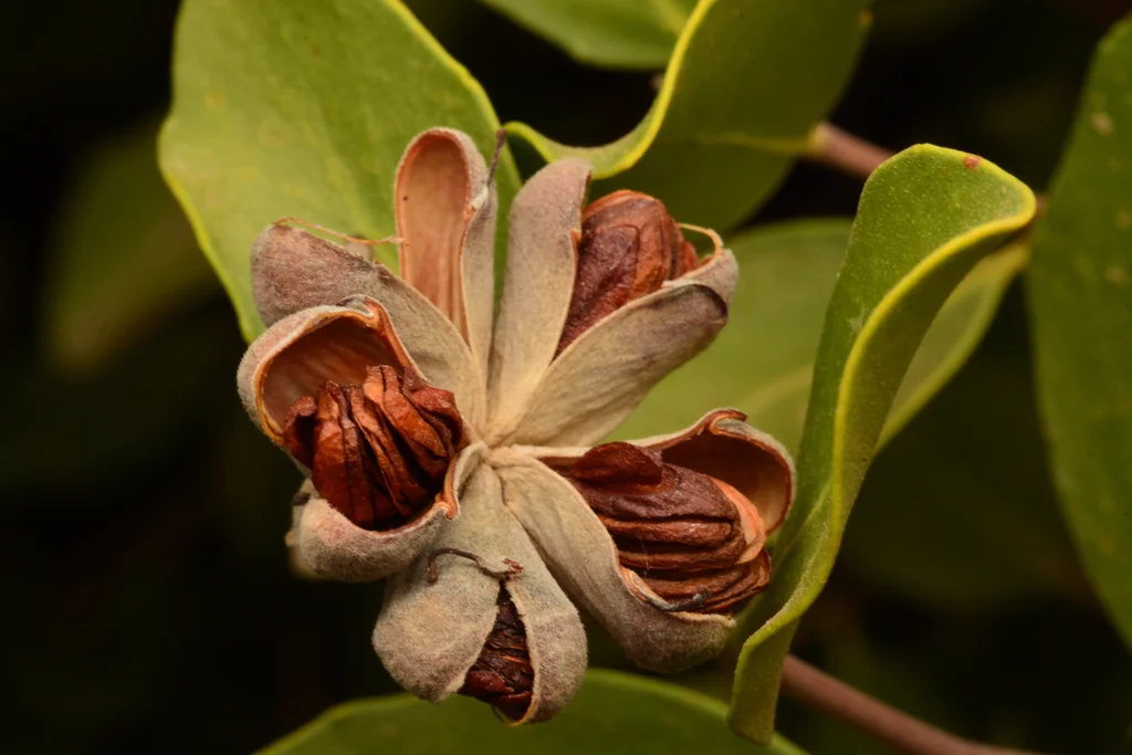 Quillaja Saponaria