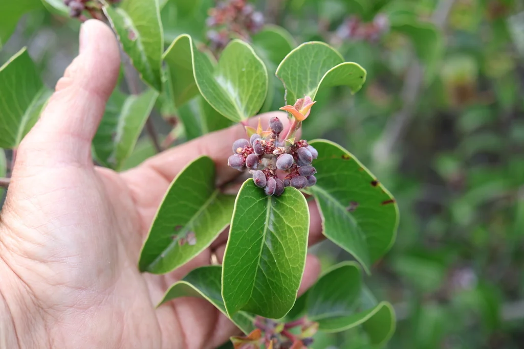 Rhus Ovata