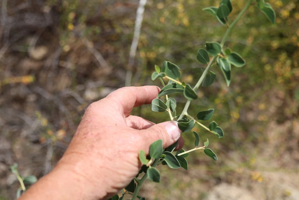 Ceanothus Leucodermis