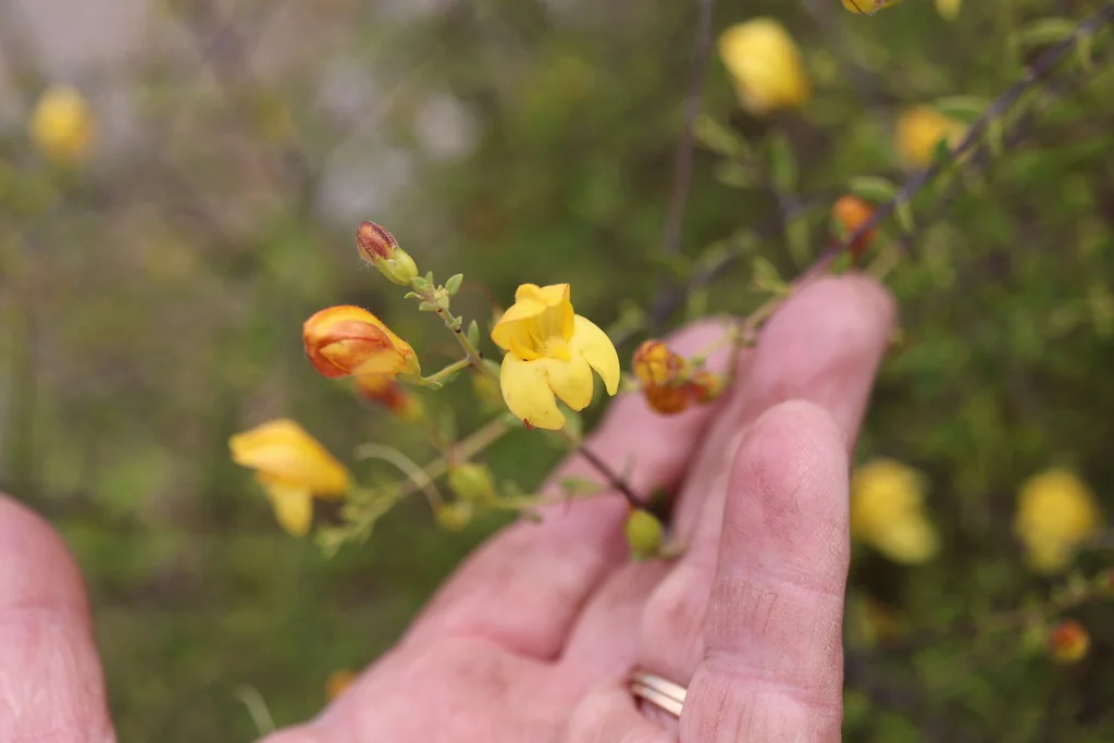 Keckiella Antirrhinoides