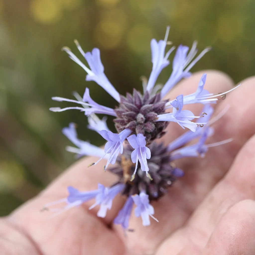 Salvia Clevelandii