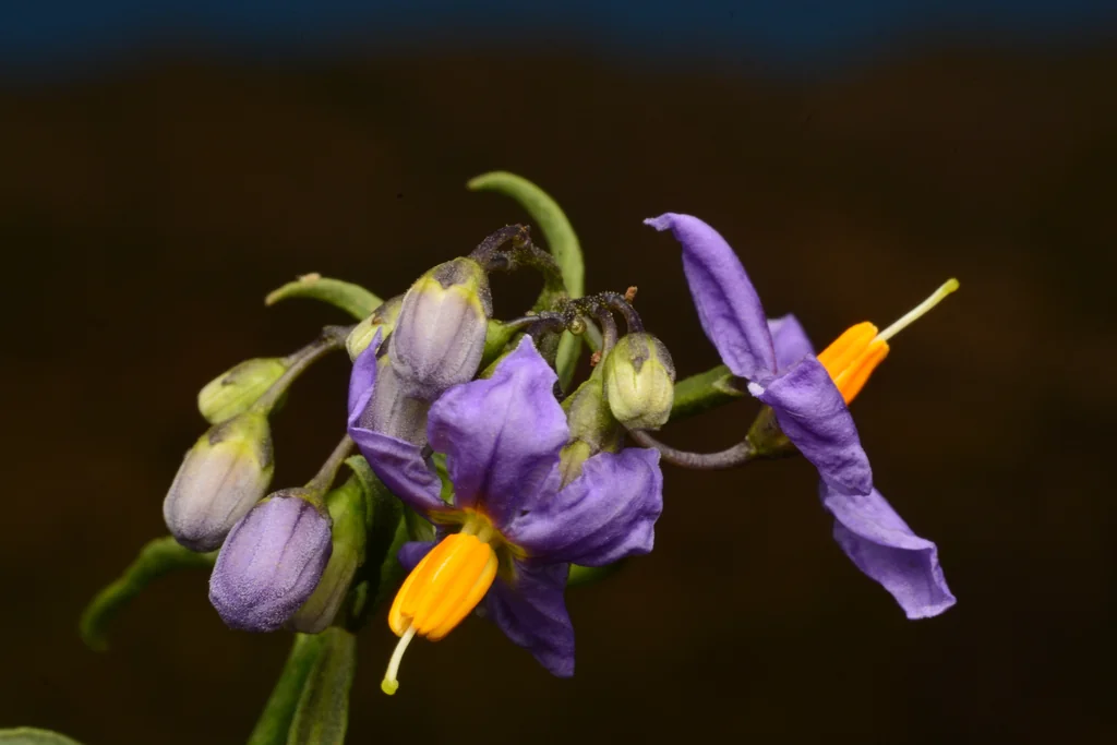 Solanum Crispum