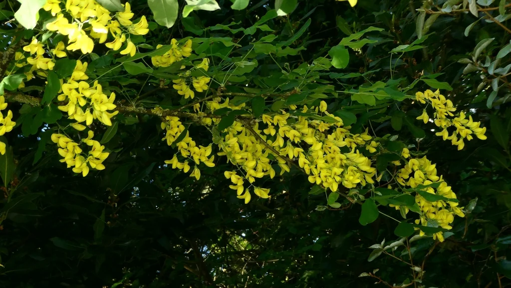 Laburnum Anagyroides