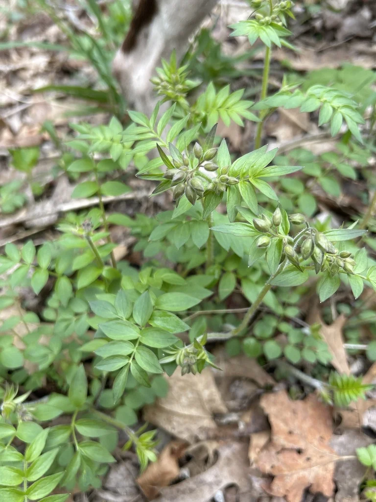Polemonium Reptans