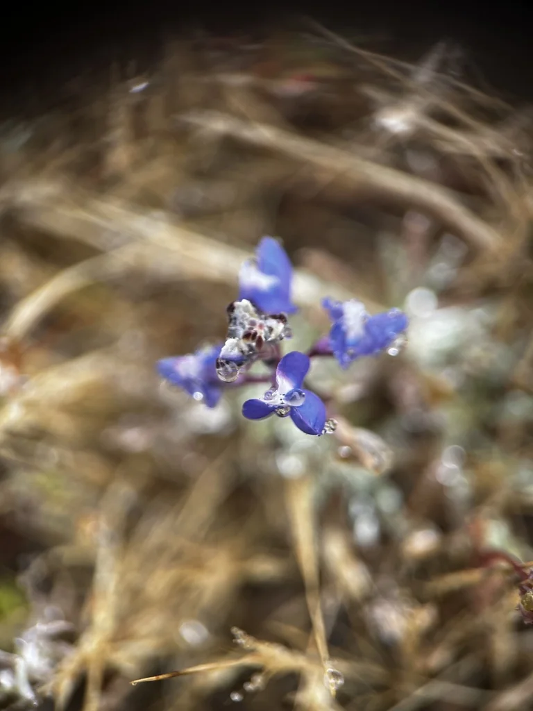 Lupinus Bicolor